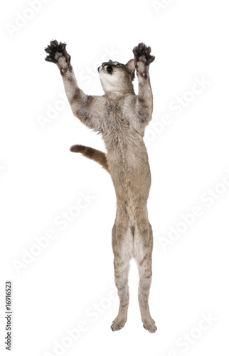 Puma cub, leaping in midair against white background