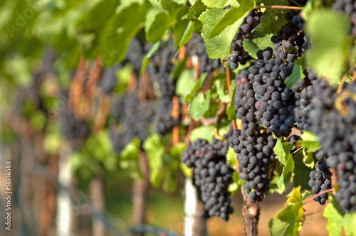 Obraz na płótnie Harvest w salonie