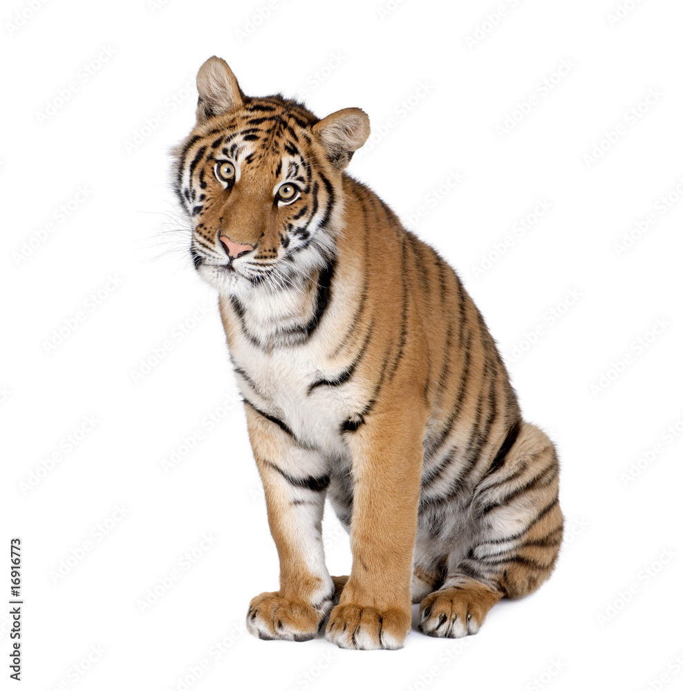 Naklejka premium Tygrys Bengalski, siedząc białym tle, studio strzał
