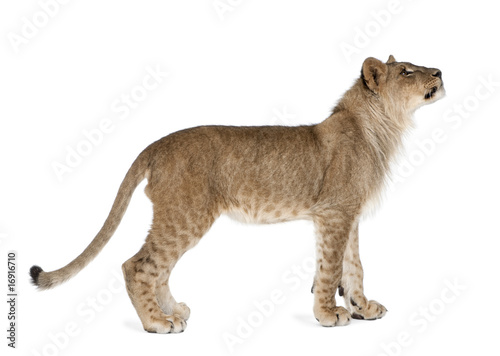 Side view of lion cub, standing against white background