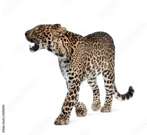Leopard, walking and snarling against white background