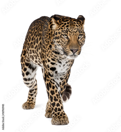 Leopard walking against white background, studio shot