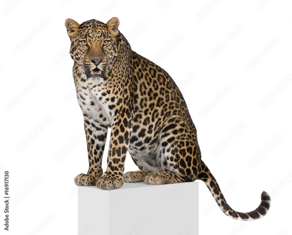 Obraz premium Leopard on pedestal against white background, studio shot