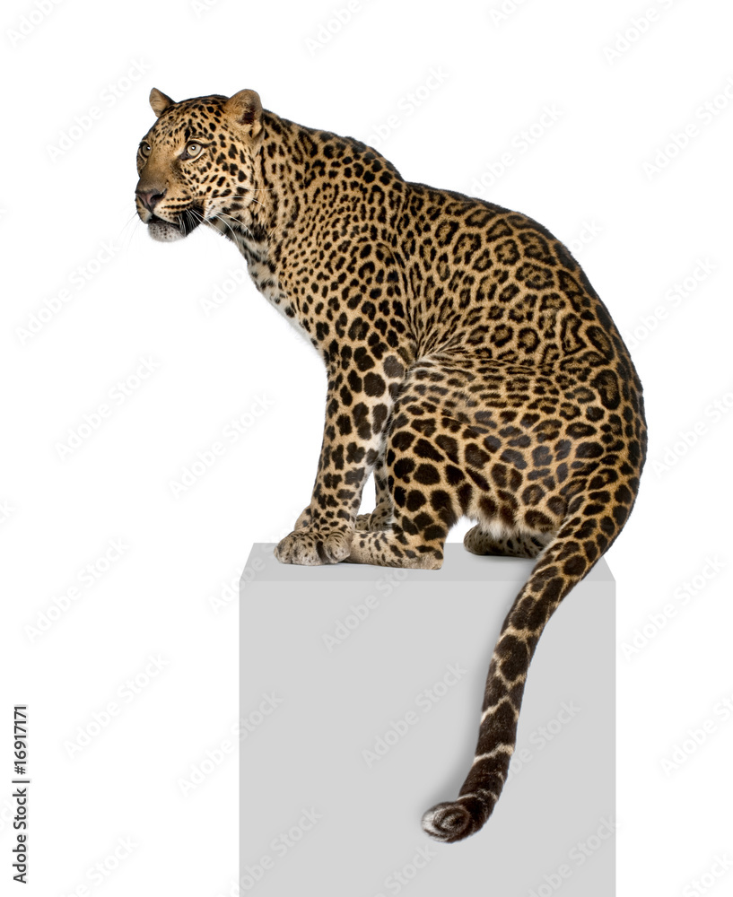 Obraz premium Portrait of leopard on pedestal against white background