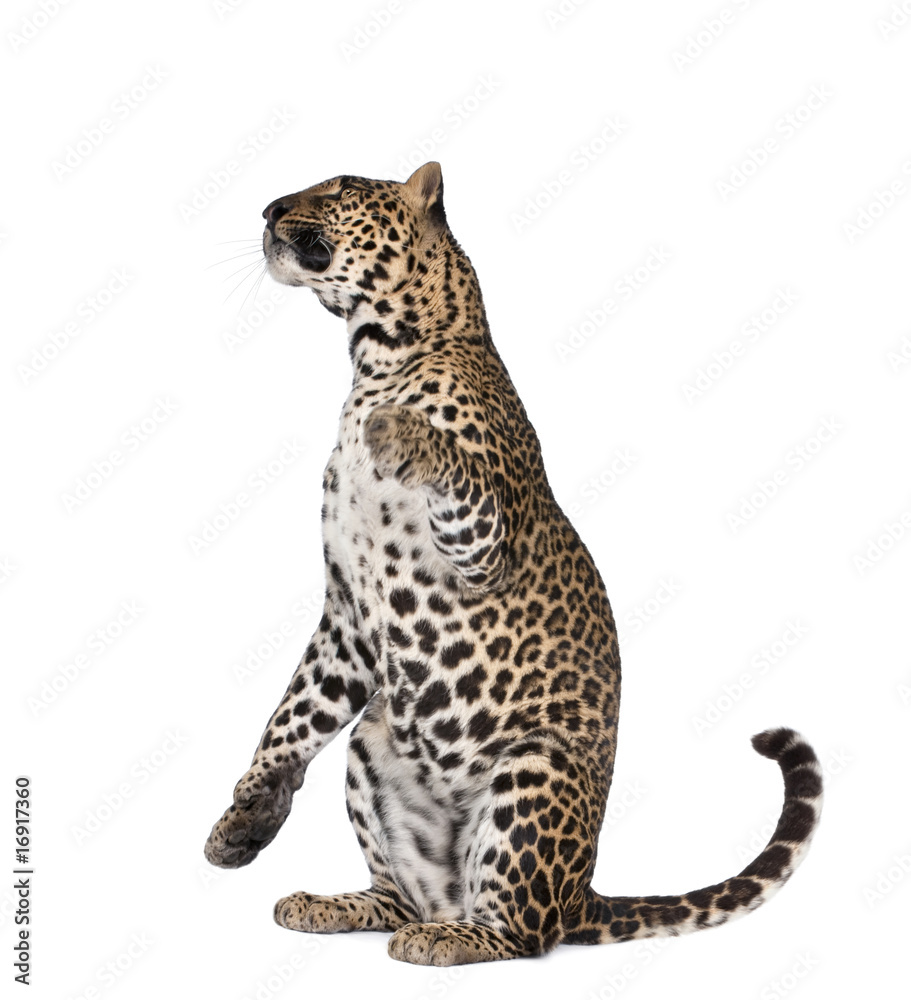 Naklejka premium Portrait of leopard sitting against white background