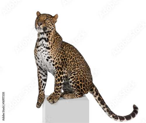 Leopard on pedestal against white background, studio shot