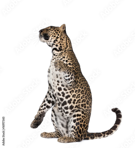 Portrait of leopard sitting against white background