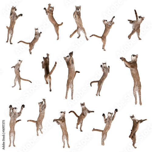 Multiple Pumas jumping in air against white background
