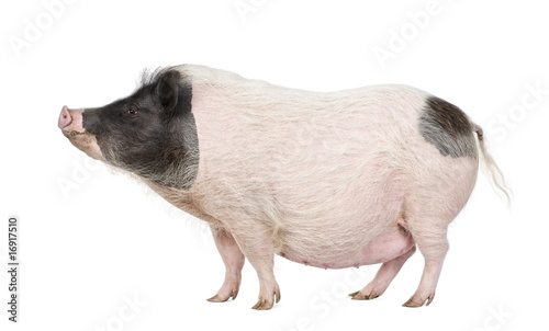 Foto Gottingen minipig standing against white background