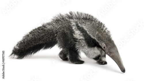 Young Giant Anteater, walking in front of white background