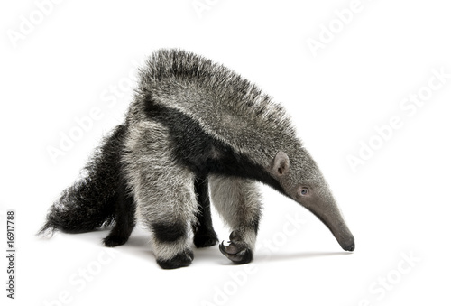 Young Giant Anteater, walking in front of white background photo