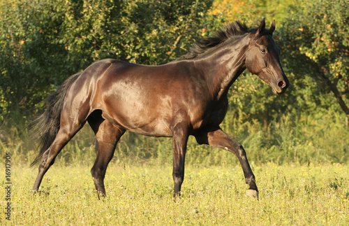 Bay horse running on meadow