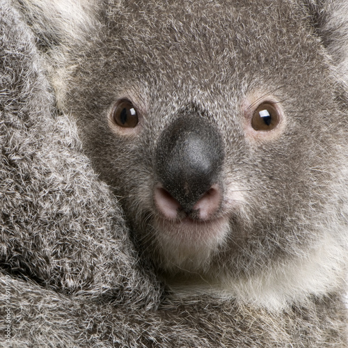 Close-up of Koala bear, Phascolarctos cinereus, 9 months old