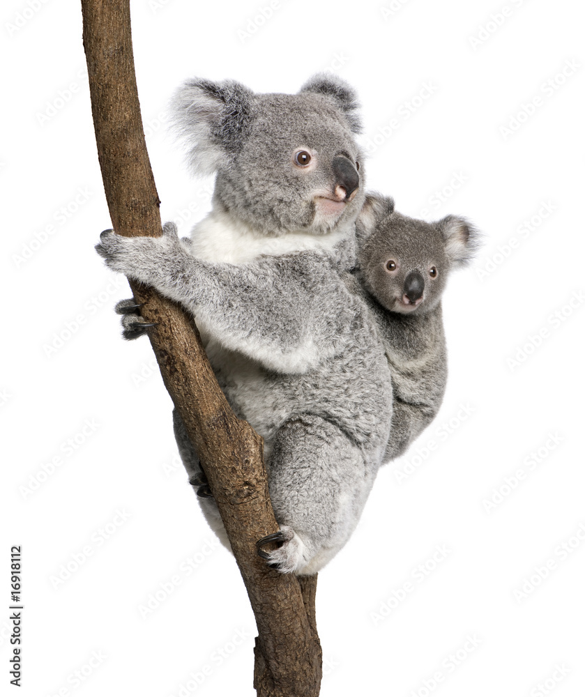 Obraz premium Koala niedźwiedzie wspinaczka drzewo, przed białym tle