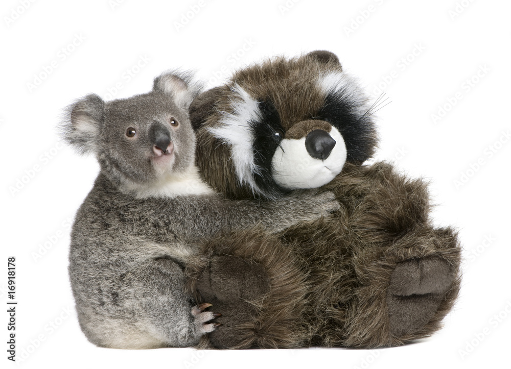 Fototapeta premium Koala bear hugging teddy bear, in front of white background