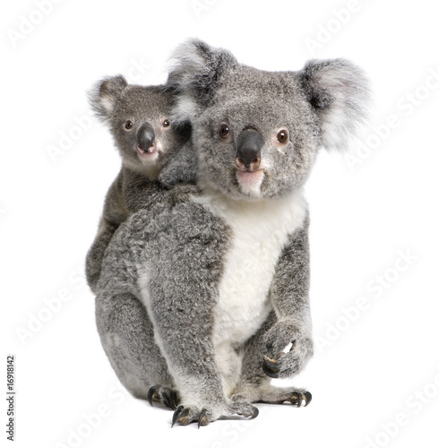 Portrait of Koala bears,  in front of white background