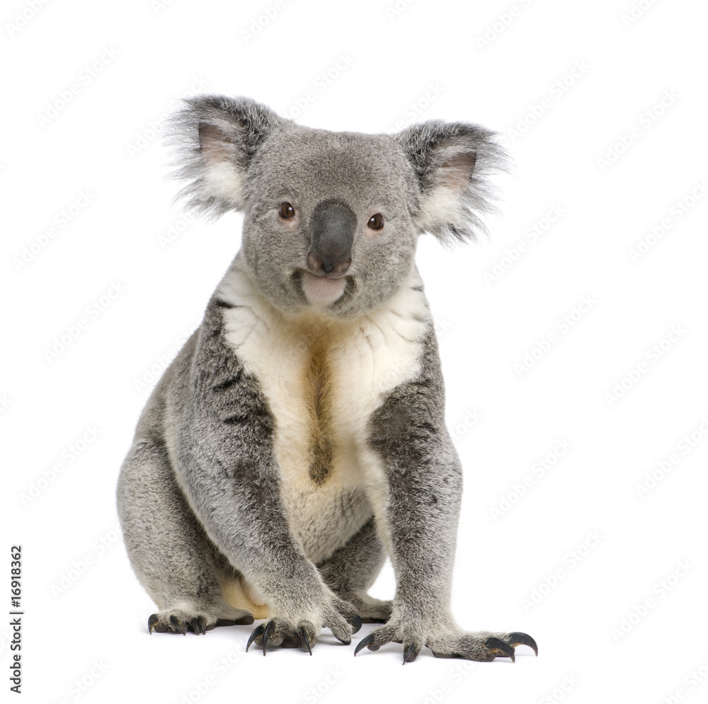 Fototapeta premium Portret płci męskiej Miś Koala, przed białym tle