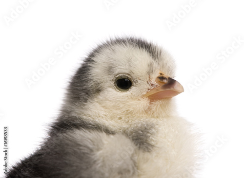 Chick  2 days old  in front of white background  studio shot