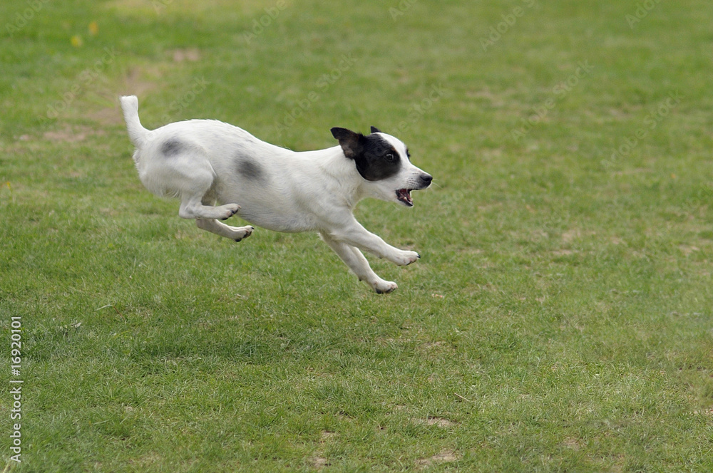 chien d'agility