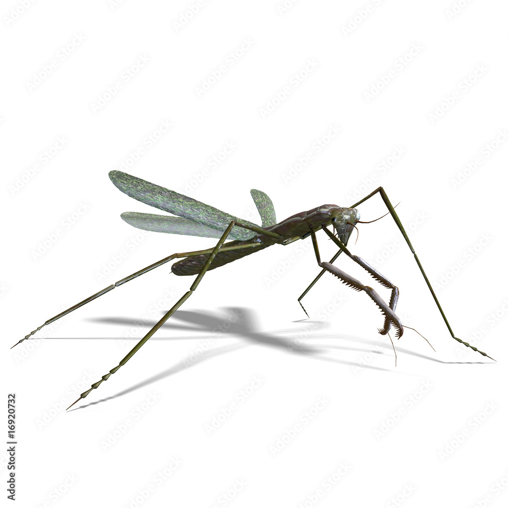 praying mantis praying mantis