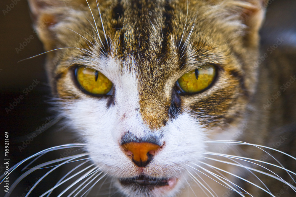 Closeup of a beautiful domesticcat