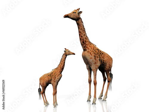 les girafes