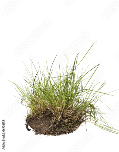 Gras isolated on a white background