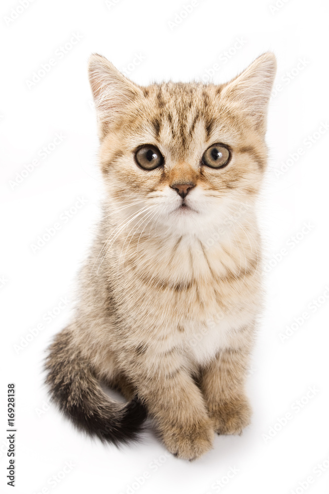 British kitten on white background British kitten on white background