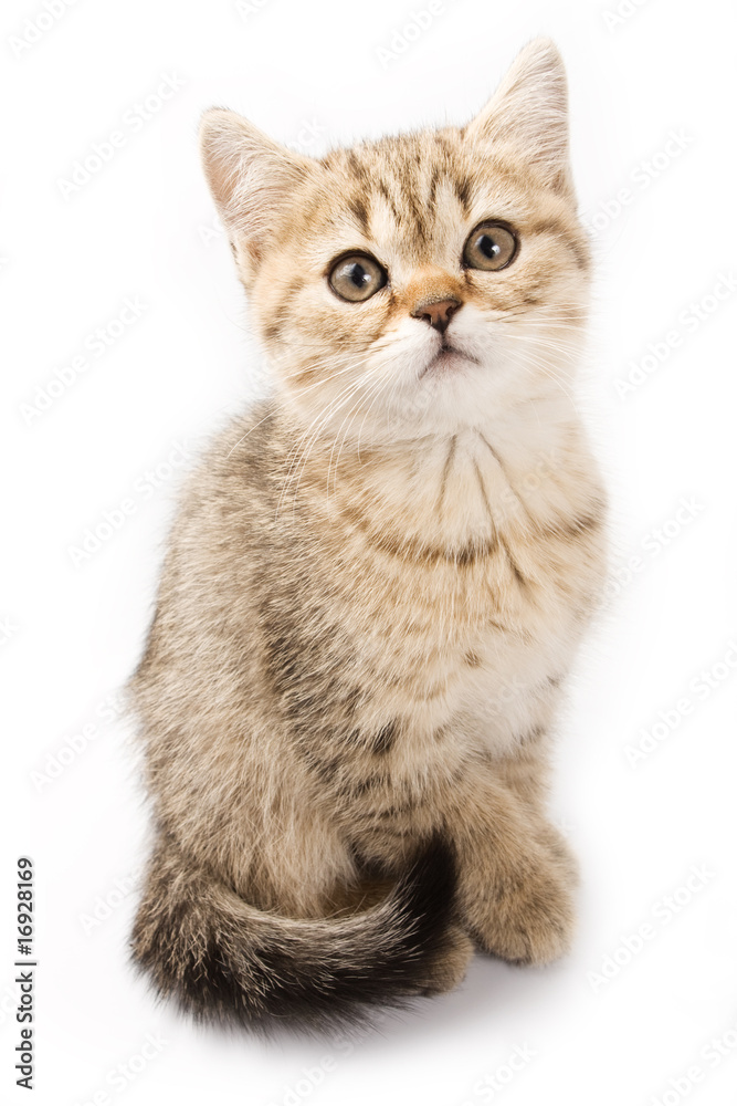 Fototapeta premium British kitten on white background