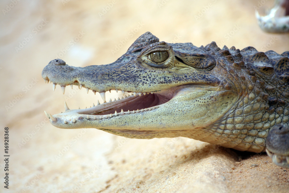 Fototapeta premium Alligator