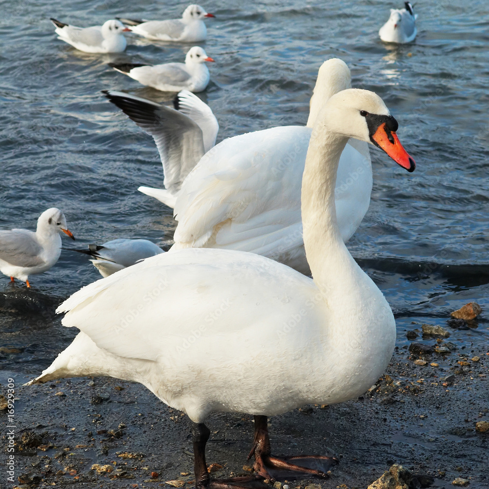 Obraz premium White swans.