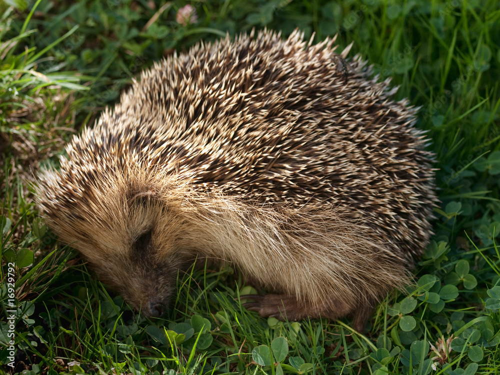 Fototapeta premium hedgehog sleeping