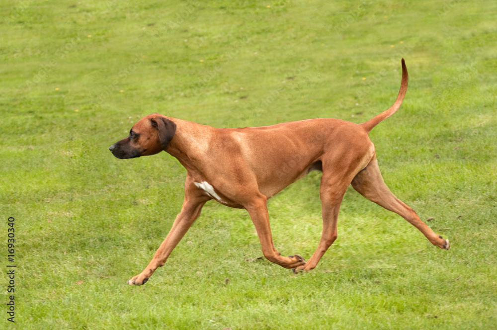 rhodesian ridgeback on the move rhodesian ridgeback on the move