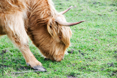 Highland Cow