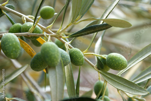 olive