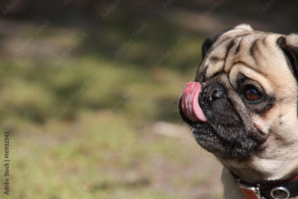 Mops zeigt die Zunge Mops zeigt die Zunge