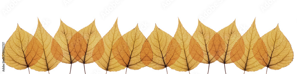 panorama of autumn leaves panorama of autumn leaves