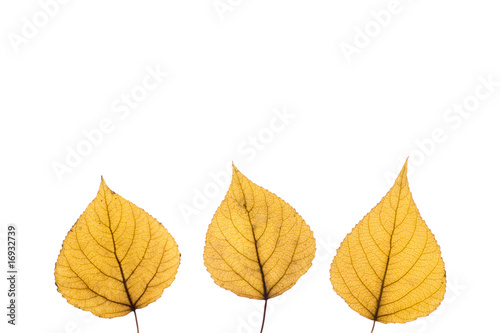 three autumn leaf