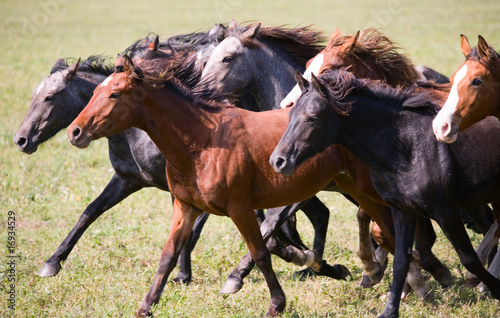 A herd of young horses