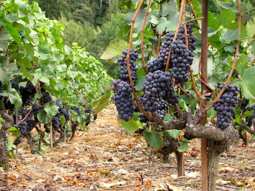 La vigne généreuse.