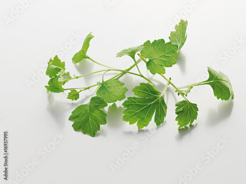 mugwort , Beifuss