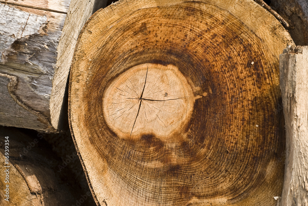 Naklejka premium Legname 3