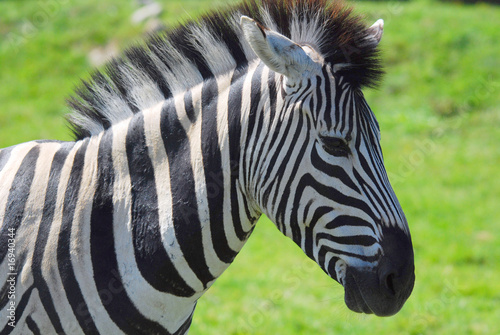 Zebra a Hemmingford safari park Quebec Canada photo