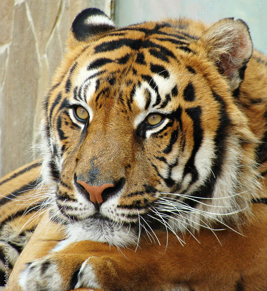 Obraz premium tiger
