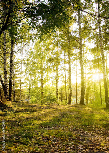 birch trees in a autumn forest