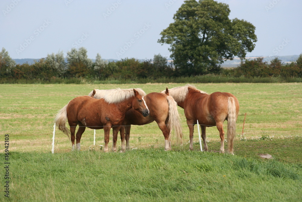 Haflinger-Herde 9 Haflinger-Herde 9