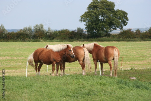 Haflinger-Herde 9