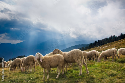 Gregge di pecore photo