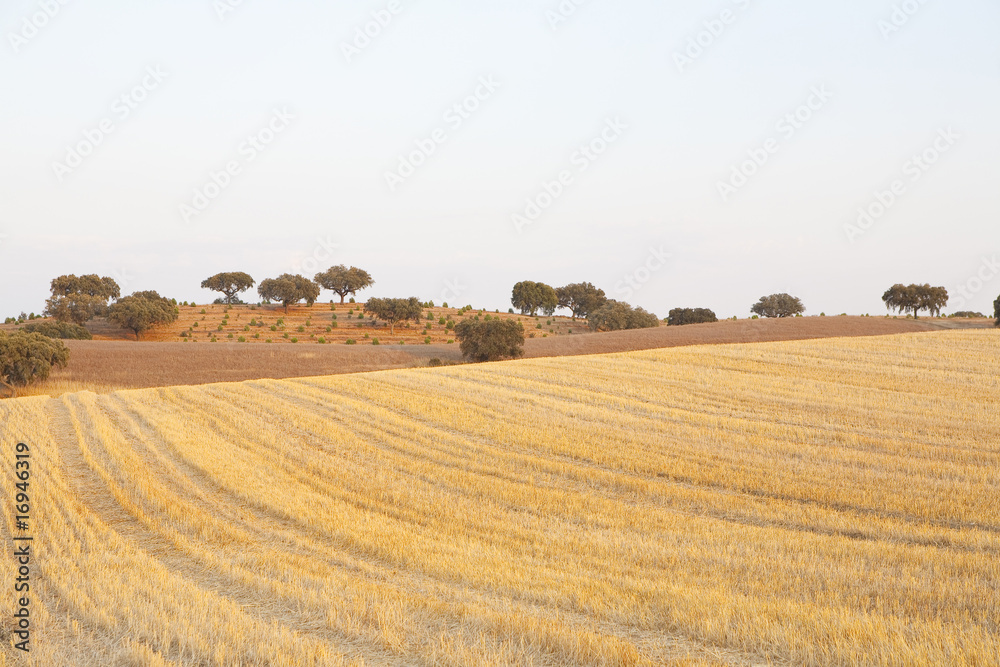 Obraz premium beautiful landscape