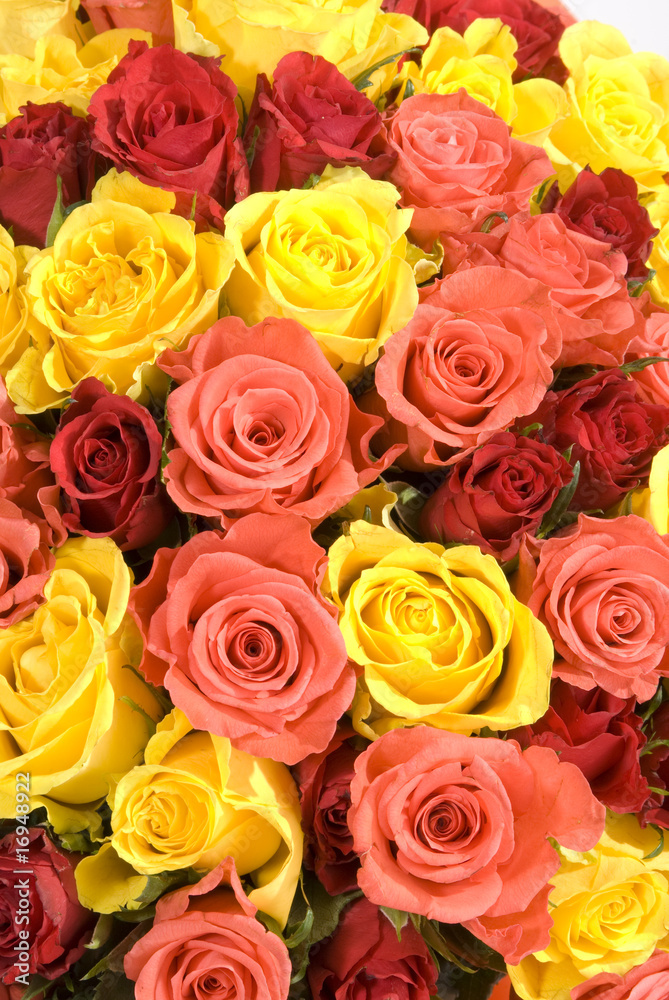 Fototapeta premium The bunch of roses texture